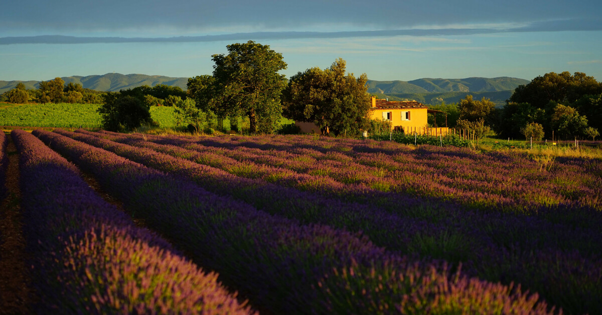 Lavender field and yellow farmhouse in Provence