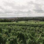 Vineyard and village in the background: french wine regions