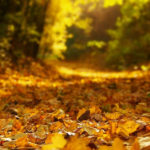 leaves covering a forest path with beautiful golden light