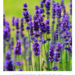 Purple lavender against a green background