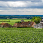 Burgundy countryside with vineyard: burgundy wines episode