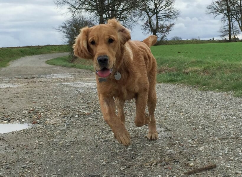 golden retriever running free; 10 things you didn't know about France but you should