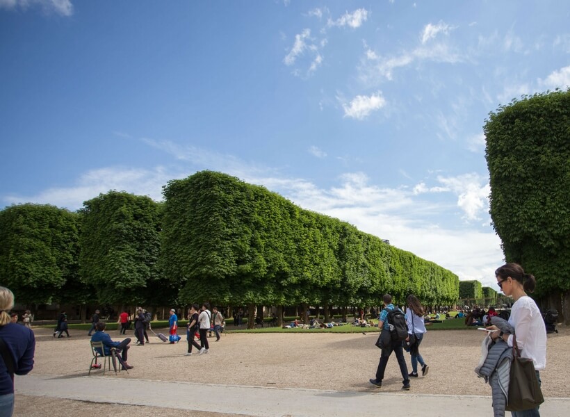 Topiary trees at the Luxembourg Gardens