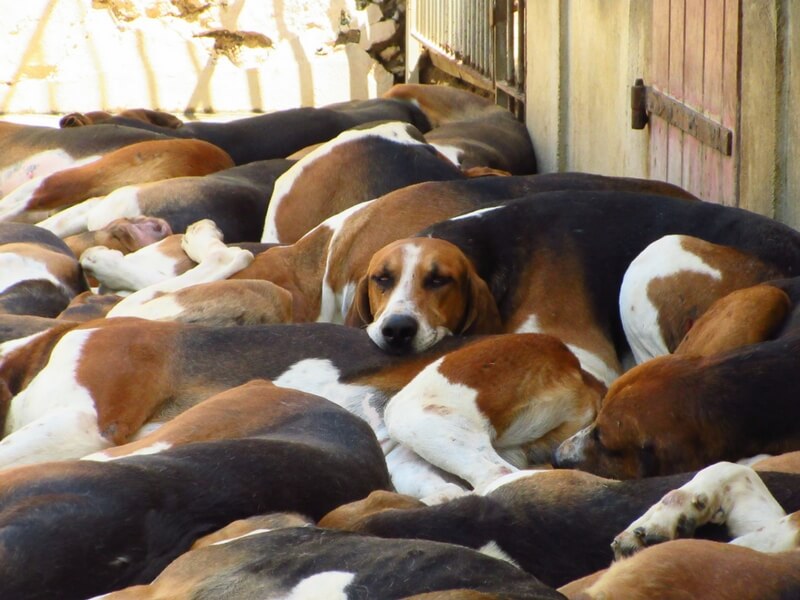 dozens of hunting dogs sleeping in a pack at cheverny chateau