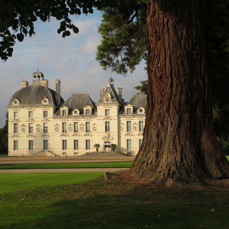 large old tree in the foreground and Cheverny chateau in the background