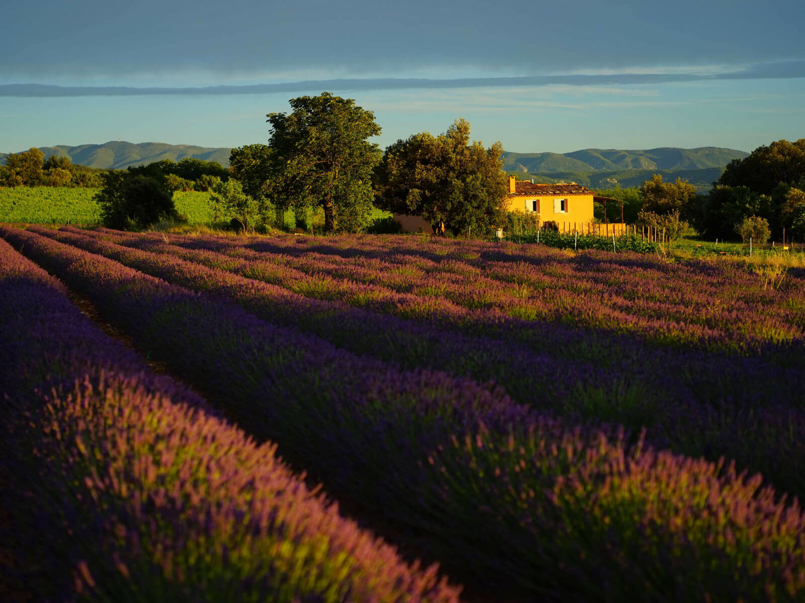 Lavender field at sunset with yellow house in the background