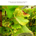 green grapes on a vine: French Alps and Provence Tours episode