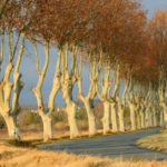 Tree-lined road in France