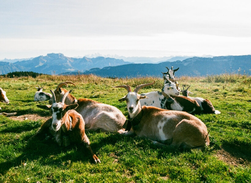goats relaxing on the grass: Great Destinations in France for Families Episode