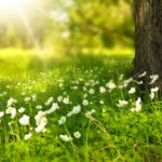 Spring meadow with little white flowers and sun rays: public holidays in france episode