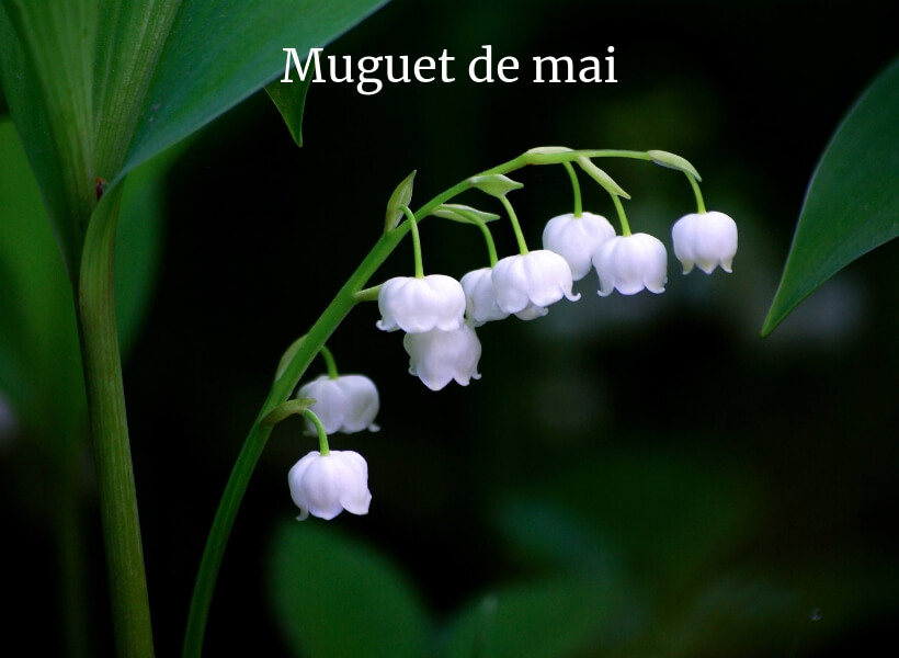 Lily of the valley flower against a dark green background: public holidays in france episode