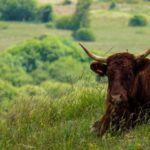 Salers cow resting in a beautiful landscape: Auvergne Cheese Route episode