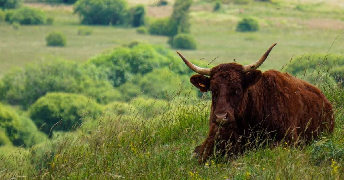 Salers cow resting in a beautiful landscape: Auvergne Cheese Route episode