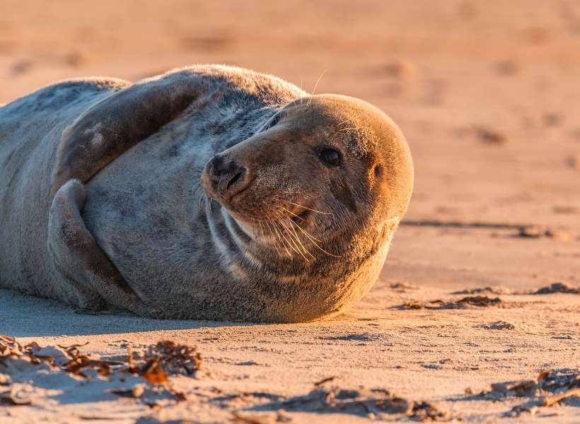 un phoque or seal: easiest and hardest words to say in French episode