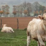 White cows in a bucolic field: Burgundy Wine and Gastronomy episode