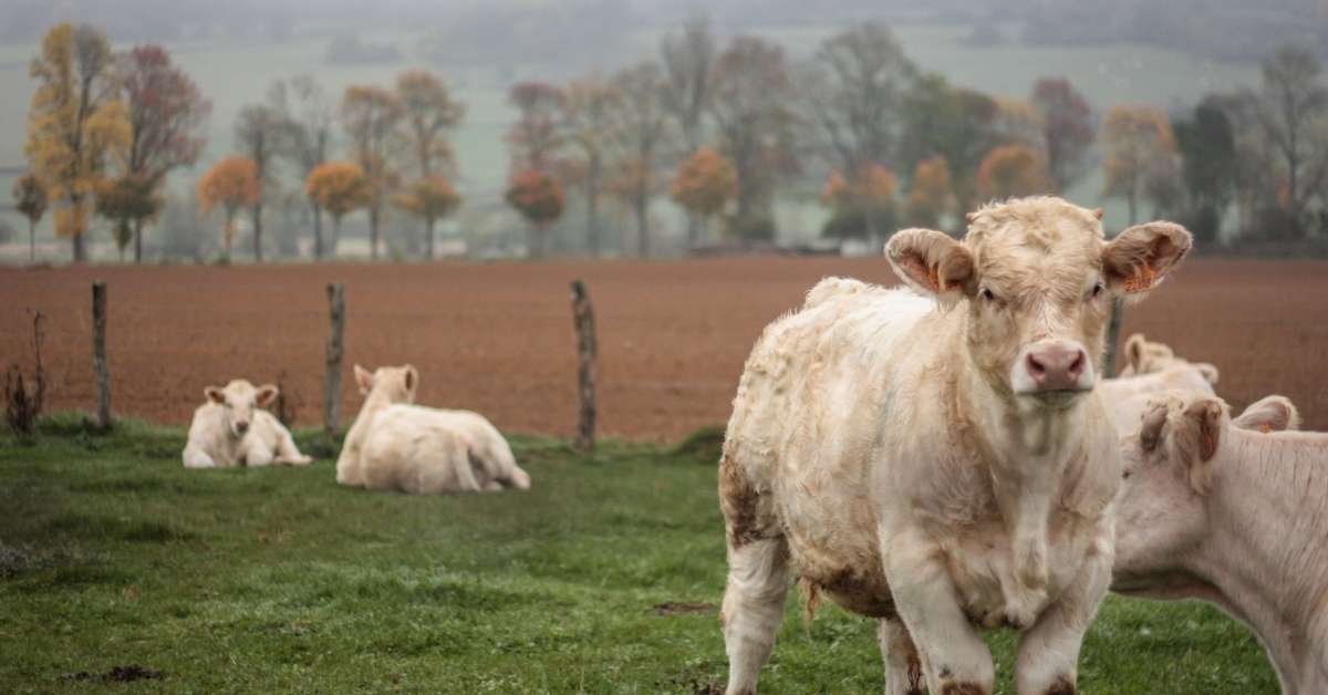 White cows in a bucolic field: Burgundy Wine and Gastronomy episode