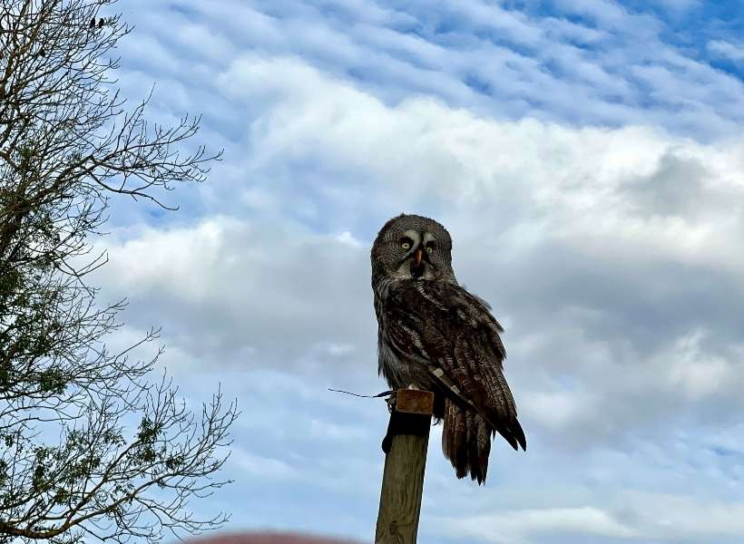 Bird show at Les Milandes, Josephine Baker's chateau in the Dordogne