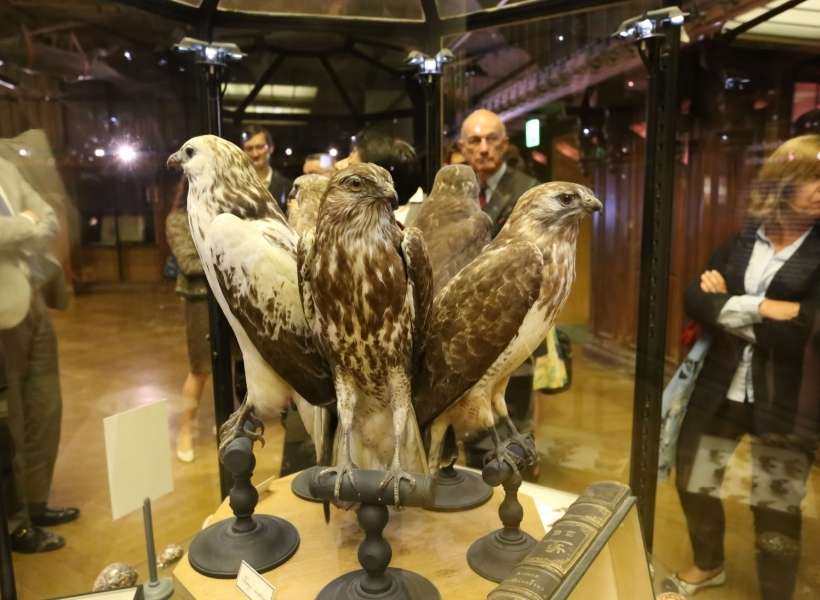 Different varieties of the same bird in the Gallerie de l'Evolution in the Jardin des Plantes in Paris