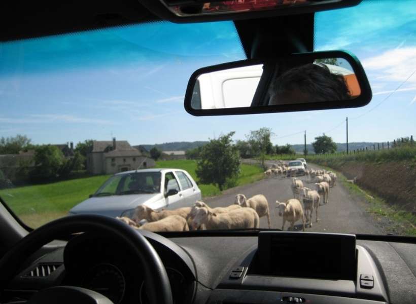 Sheep on the road surrounding cars: An accidental Francophile moves to Paris Episode