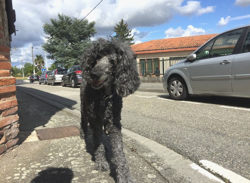 Luna walking around France: dog poop episode