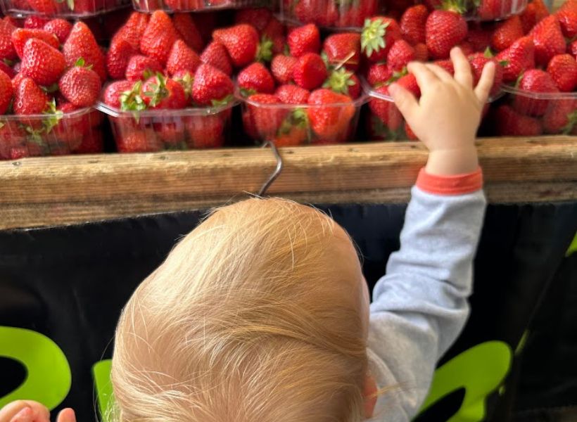 Young Louis Danger reaching for strawberries